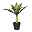 Kunstpflanze Agave mit Stamm & Erde, Topf-Ø 12 cm, Höhe ca. 30 cm