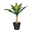 Kunstpflanze Agave mit Stamm & Erde, Topf-Ø 12 cm, Höhe ca. 30 cm Kunstpflanze Agave mit Stamm & Erde, Topf-Ø 12 cm, Höhe ca. 30 cm