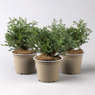 Kleine Silberzypresse 'Boulevard', Topf-Ø 13 cm, 3 Pflanzen Kleine Silberzypresse 'Boulevard', Topf-Ø 13 cm, 3 Pflanzen