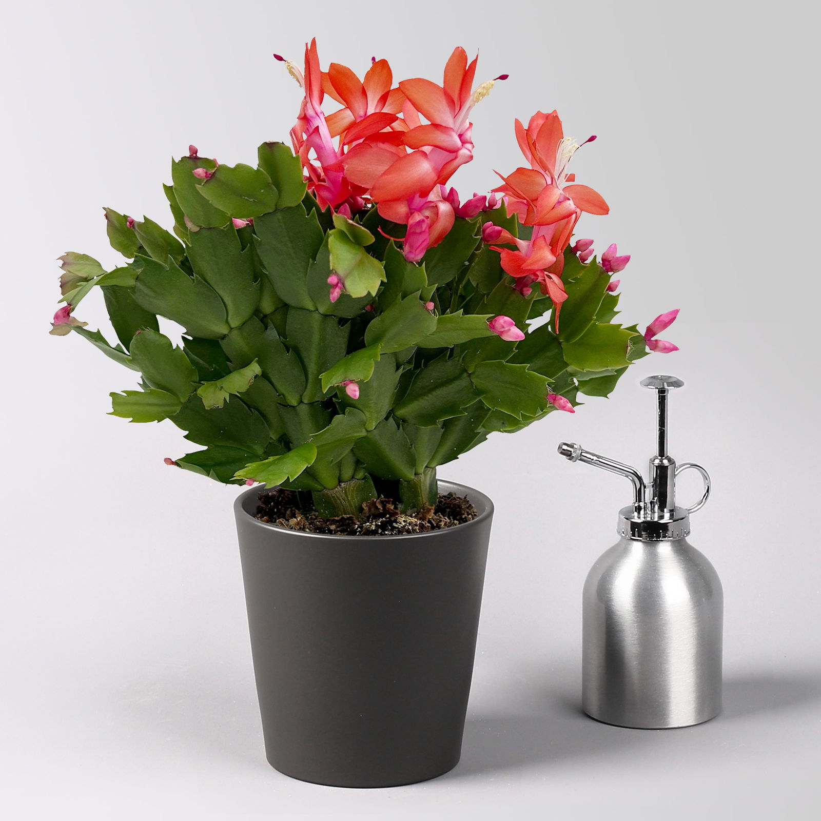 Weihnachtskaktus, rot, mit Übertopf Dallas anthrazit, Topf-Ø 12 cm, 2 Pflanzen Weihnachtskaktus, rot, mit Übertopf Dallas anthrazit, Topf-Ø 12 cm, 2 Pflanzen