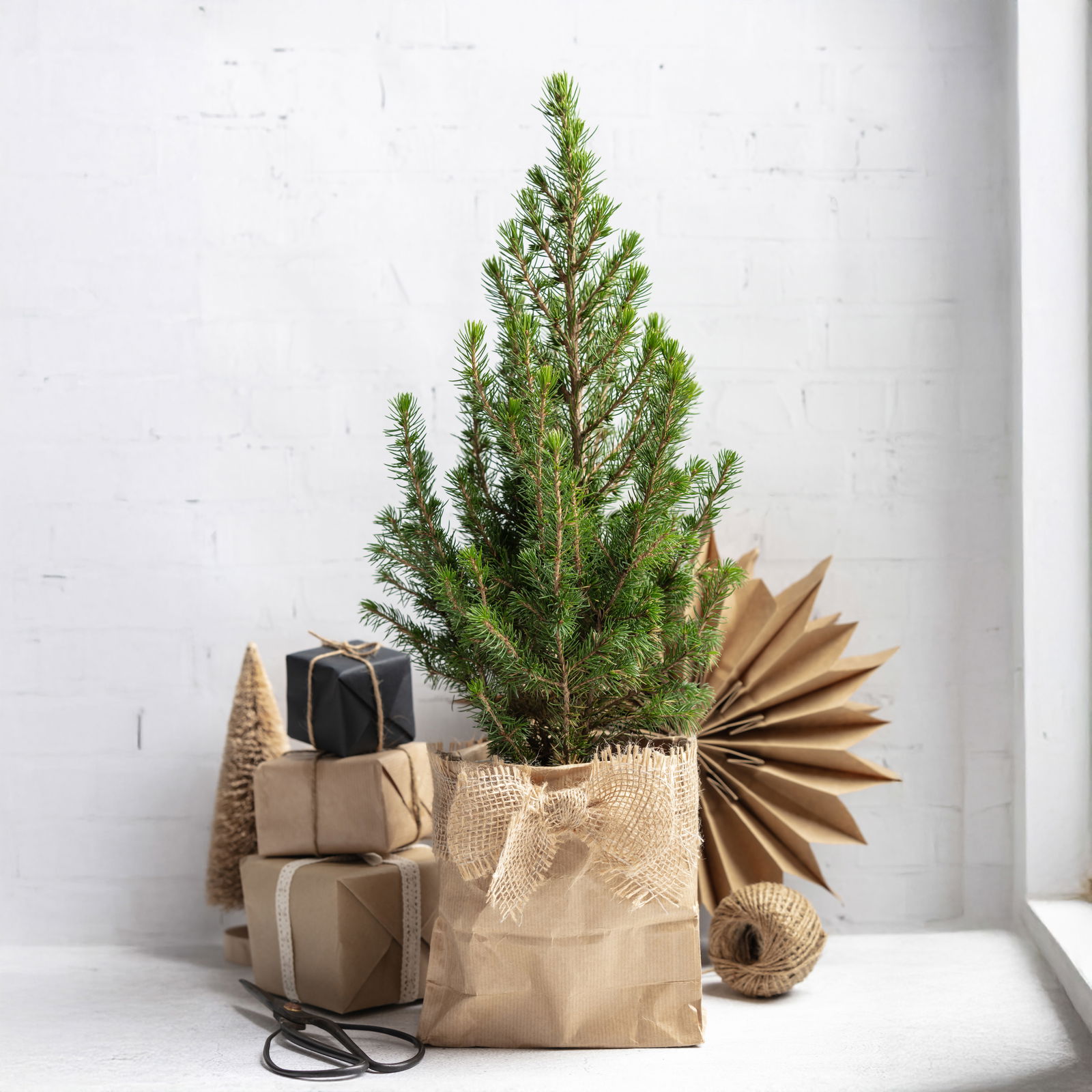 Zuckerhutfichte, Picea glauca 'Perfecta'®, 3er Set, Topf 13 cm Ø