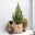 Zuckerhutfichte, Picea glauca 'Perfecta'®, 3er Set, Topf 13 cm Ø