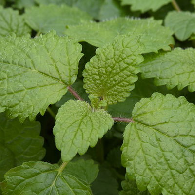 Bio Kräuter-Set 'Heiß & Kalt', 5 Pflanzen, Topf-Ø 12cm Bio Kräuter-Set 'Heiß & Kalt', 5 Pflanzen, Topf-Ø 12cm