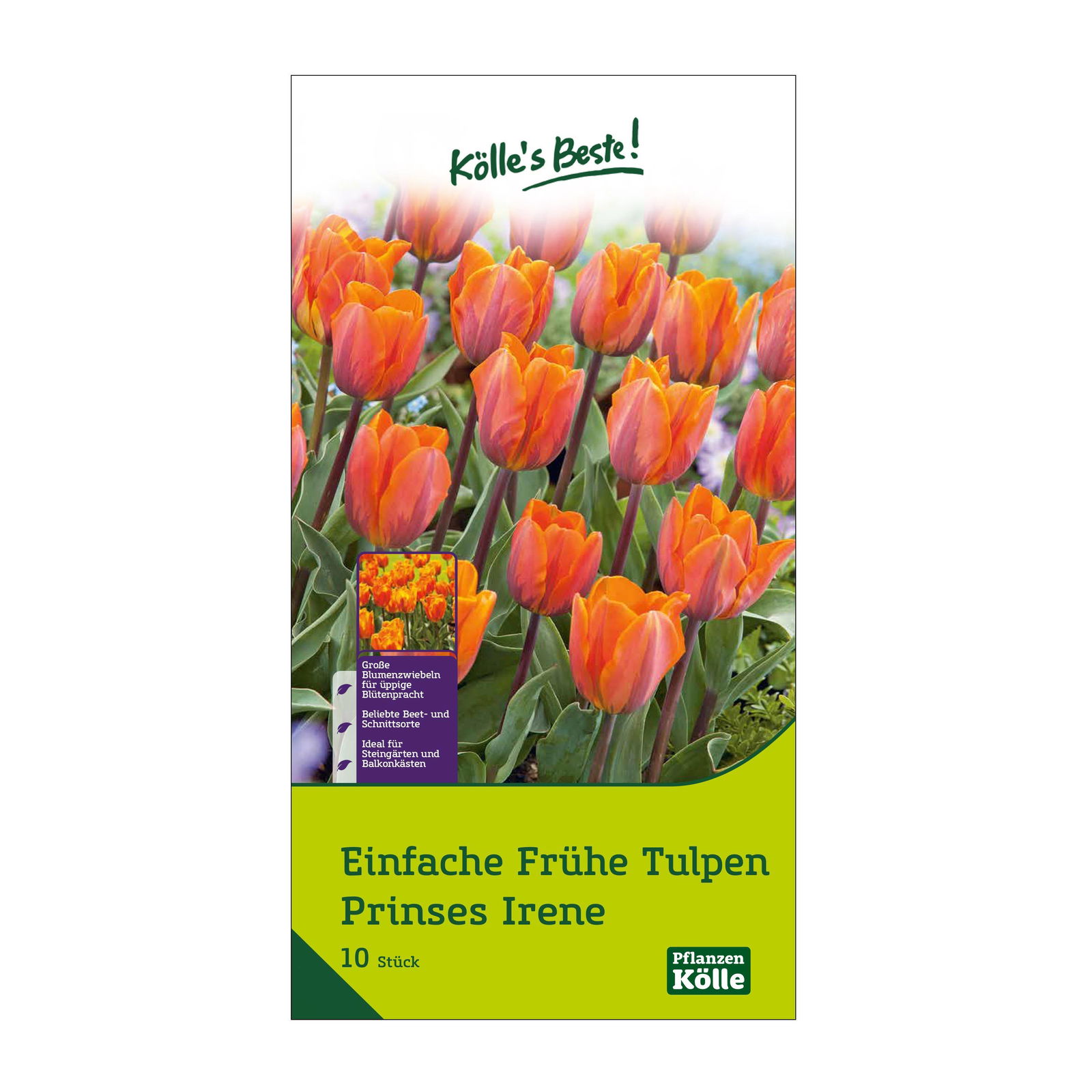 Einfache frühe Tulpen Prinses Irene, orange/rot geflammt, 10 Blumenzwiebeln