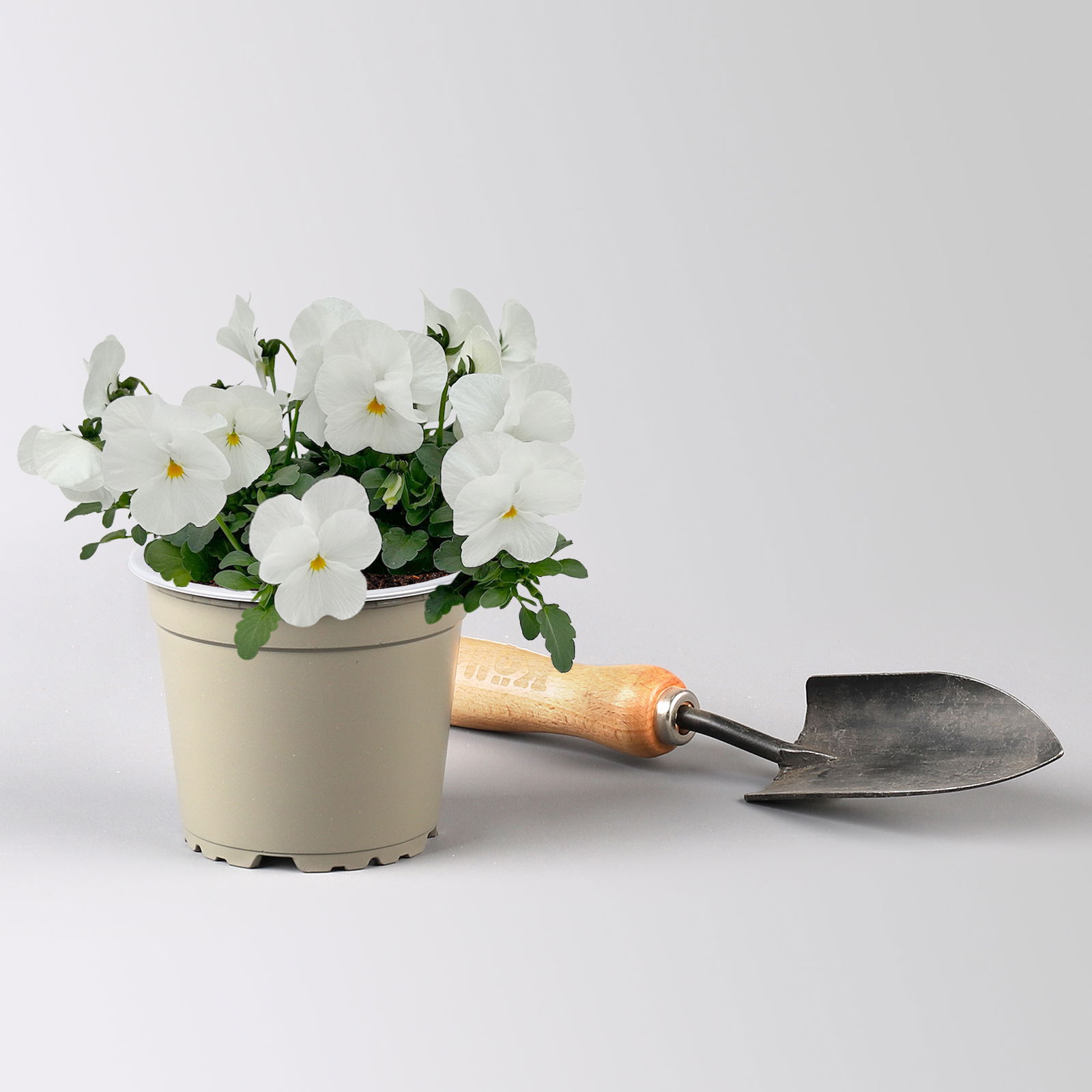 Hornveilchen, Farben zufällig Topf-Ø 12 cm, 6 Pflanzen