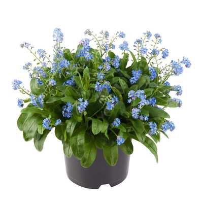 Vergissmeinnicht, blau, Topf-Ø 10,5 cm, 6 Pflanzen