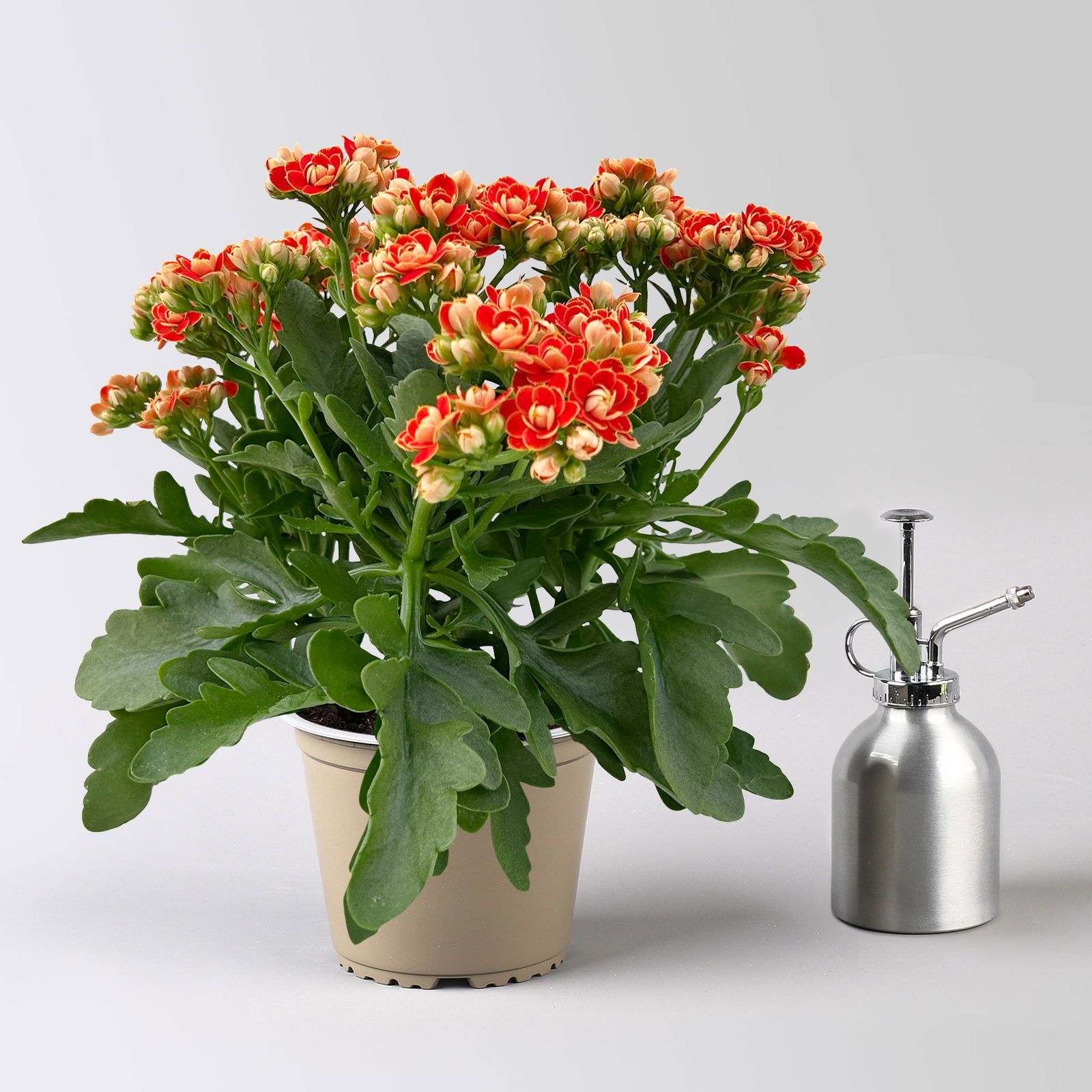 Kalanchoe 'Queen'®, orange, Topf-Ø 14 cm, 3 Pflanzen