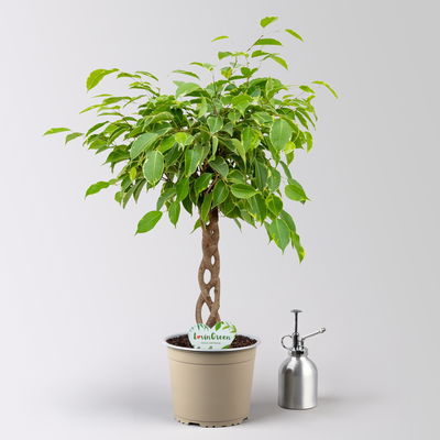 Birkenfeige 'Golden King', Flechtstamm, Topf-Ø 17 cm, Höhe ca. 65 cm Birkenfeige 'Golden King', Flechtstamm, Topf-Ø 17 cm, Höhe ca. 65 cm