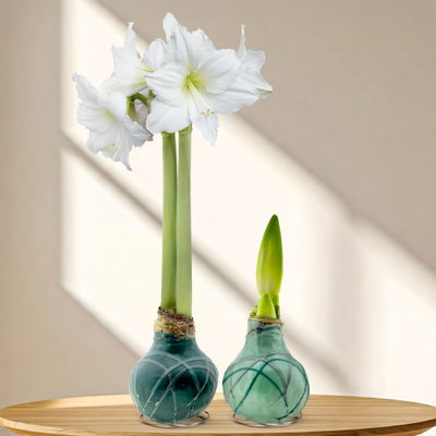 Amaryllis in Wachs, Dekor 'Forest', Farbe zufällig, Blüte weiß, 2 Pflanzen Amaryllis in Wachs, Dekor 'Forest', Farbe zufällig, Blüte weiß, 2 Pflanzen