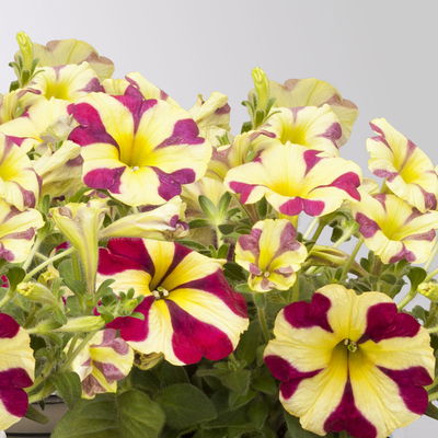 Petunie 'Amore® Queen of Hearts' rot-gelb, hängend, Topf-Ø 13 cm, 6 Pflanzen