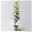 Kölle Bio Säulenbirne 'Obelisk'®, Unterlage Quitte A, Topf 10 Liter