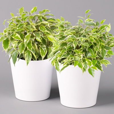 Birkenfeige 'Kinky' in Keramiktopf weiß, Topf-Ø 12 cm, Höhe ca. 25 cm, 2er-Set Birkenfeige 'Kinky' in Keramiktopf weiß, Topf-Ø 12 cm, Höhe ca. 25 cm, 2er-Set