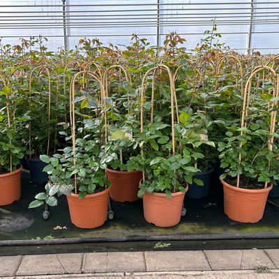 Beetrose 'Westpoint'®, blutorange, Doppelbogen, Topf 10 Liter