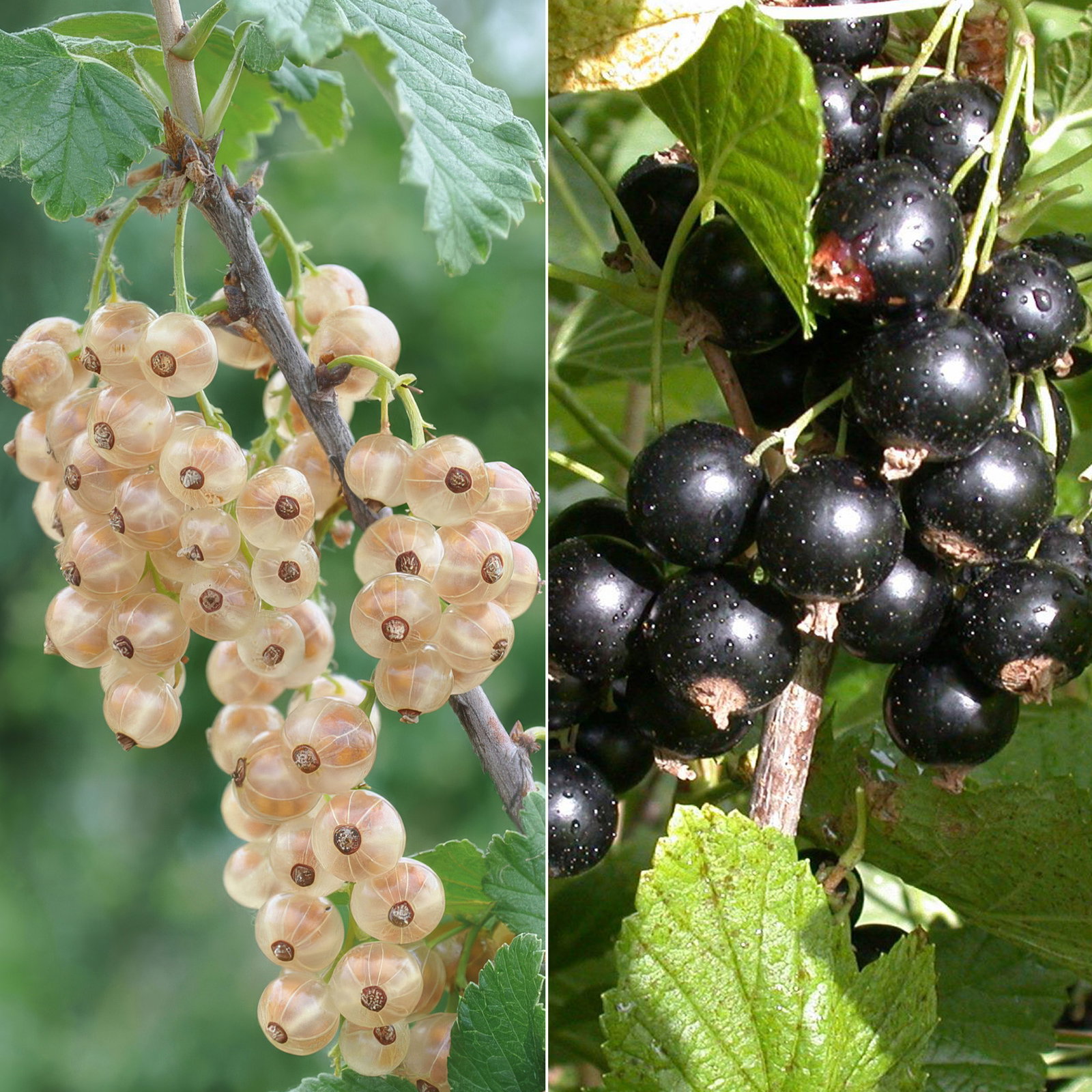 Johannisbeeren 'Weiß & Schwarz', Topf 2 Liter, 4 Pflanzen