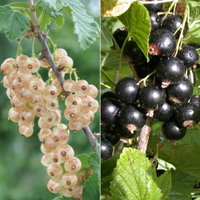 Johannisbeeren 'Weiß & Schwarz', Topf 2 Liter, 4 Pflanzen