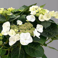 Kölle Tellerhortensie, Hydrangea macropylla, weiß, im 5 lt. Topf