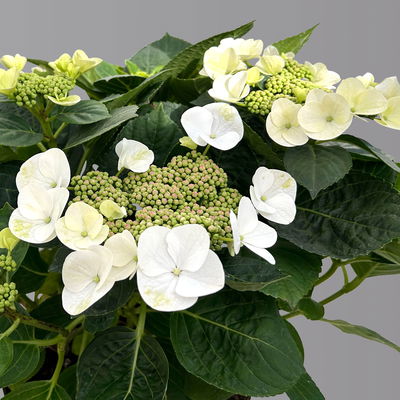Kölle Tellerhortensie, Hydrangea macropylla, weiß, im 5 lt. Topf Kölle Tellerhortensie, Hydrangea macropylla, weiß, im 5 lt. Topf