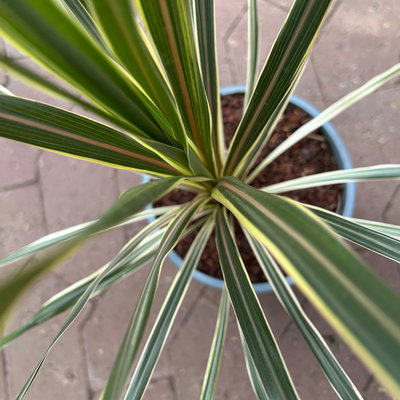 Keulenlilie 'Variegata', grün-weiß, Topf-Ø 17 cm, 2 Pflanzen Keulenlilie 'Variegata', grün-weiß, Topf-Ø 17 cm, 2 Pflanzen