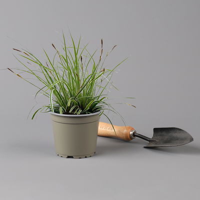 Bio Japansegge 'Everest', grün-weiß, Topf-Ø 12 cm, 3 Pflanzen Bio Japansegge 'Everest', grün-weiß, Topf-Ø 12 cm, 3 Pflanzen