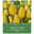 XXL Triumph Tulpen Strong gold gelb, 7 Blumenzwiebeln XXL Triumph Tulpen Strong gold gelb, 7 Blumenzwiebeln