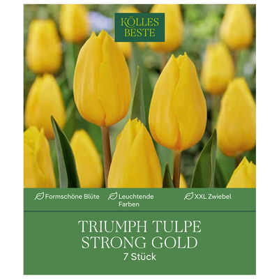 XXL Triumph Tulpen Strong gold gelb, 7 Blumenzwiebeln