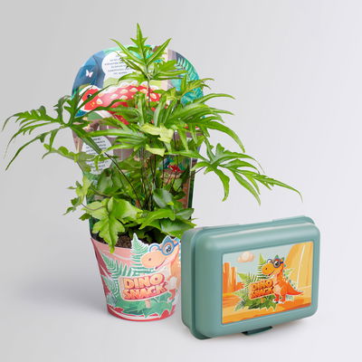Dino Snack®, Ares, Speerfarn, Topf-Ø 14 cm, mit Brotdose Dino Snack®, Ares, Speerfarn, Topf-Ø 14 cm, mit Brotdose
