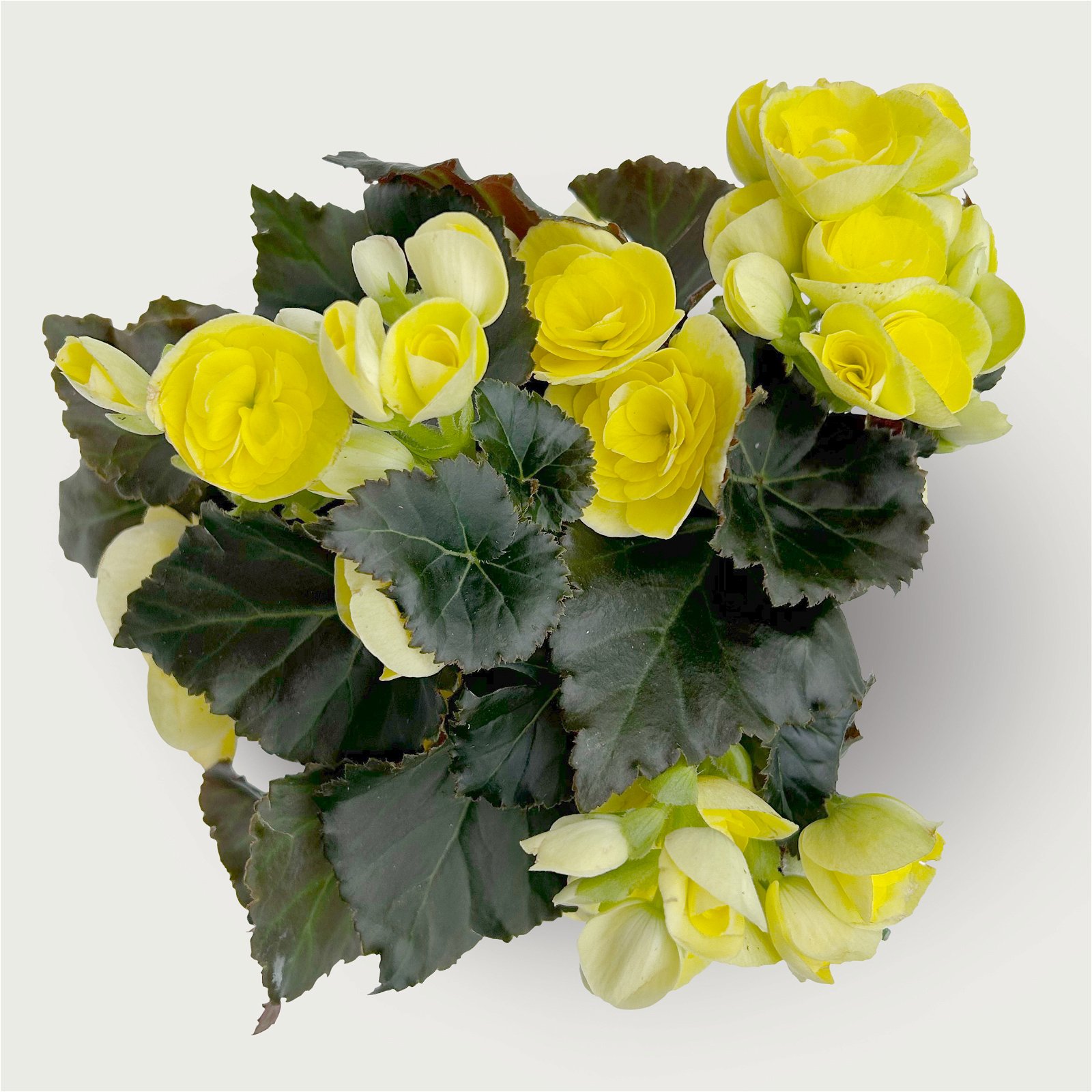 Begonie 'Sweeties Yellow®' gelb, Topf-Ø 12 cm, 3er-Set