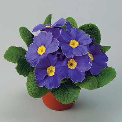 Primel blau, Topf-Ø 10,5 cm, 8 Pflanzen Primel blau, Topf-Ø 10,5 cm, 8 Pflanzen