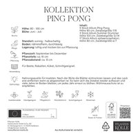 Zierlauch Allium Ping Pong, 25 Zwiebeln