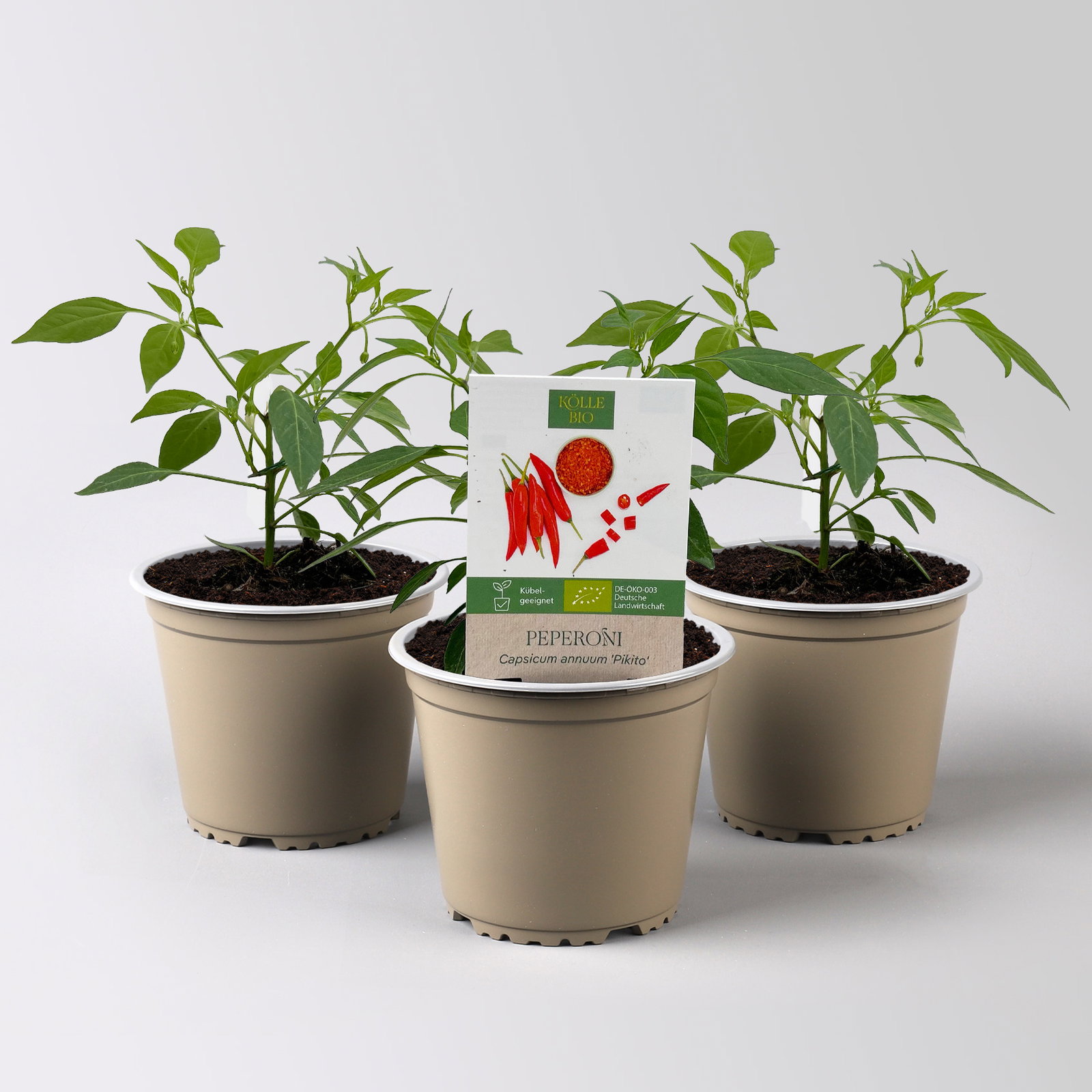 Bio Peperoni 'Pikito', Topf-Ø 12 cm, 3 Pflanzen Bio Peperoni 'Pikito', Topf-Ø 12 cm, 3 Pflanzen