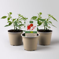 Bio Peperoni 'Pikito', Topf-Ø 12 cm, 3 Pflanzen Bio Peperoni 'Pikito', Topf-Ø 12 cm, 3 Pflanzen