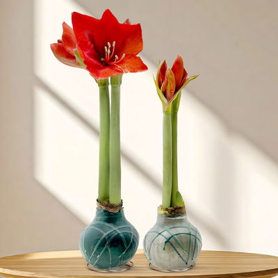 Amaryllis in Wachs, Dekor 'Forest', Farbe zufällig, Blüte rot, 2 Pflanzen Amaryllis in Wachs, Dekor 'Forest', Farbe zufällig, Blüte rot, 2 Pflanzen
