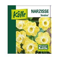 Narzisse 'Avalon' gelb-weiß, vorgetrieben, Topf-Ø 12 cm, 3er-Set