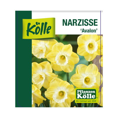 Narzisse 'Avalon' gelb-weiß, vorgetrieben, Topf-Ø 12 cm, 6 Pflanzen