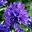 Glockenblume
