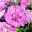 Petunie rosa, gefüllt, hängend, Topf-Ø 13 cm, 6er-Set