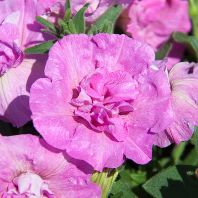 Petunie rosa, gefüllt, hängend, Topf-Ø 13 cm, 6 Pflanzen Petunie rosa, gefüllt, hängend, Topf-Ø 13 cm, 6 Pflanzen