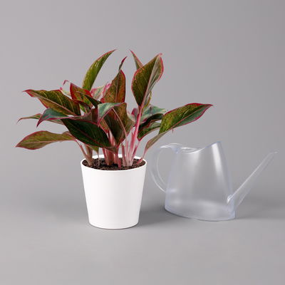 Aglaonema 'Crete', mit Übertopf Dallas weiß, Topf-Ø 12 cm Aglaonema 'Crete', mit Übertopf Dallas weiß, Topf-Ø 12 cm