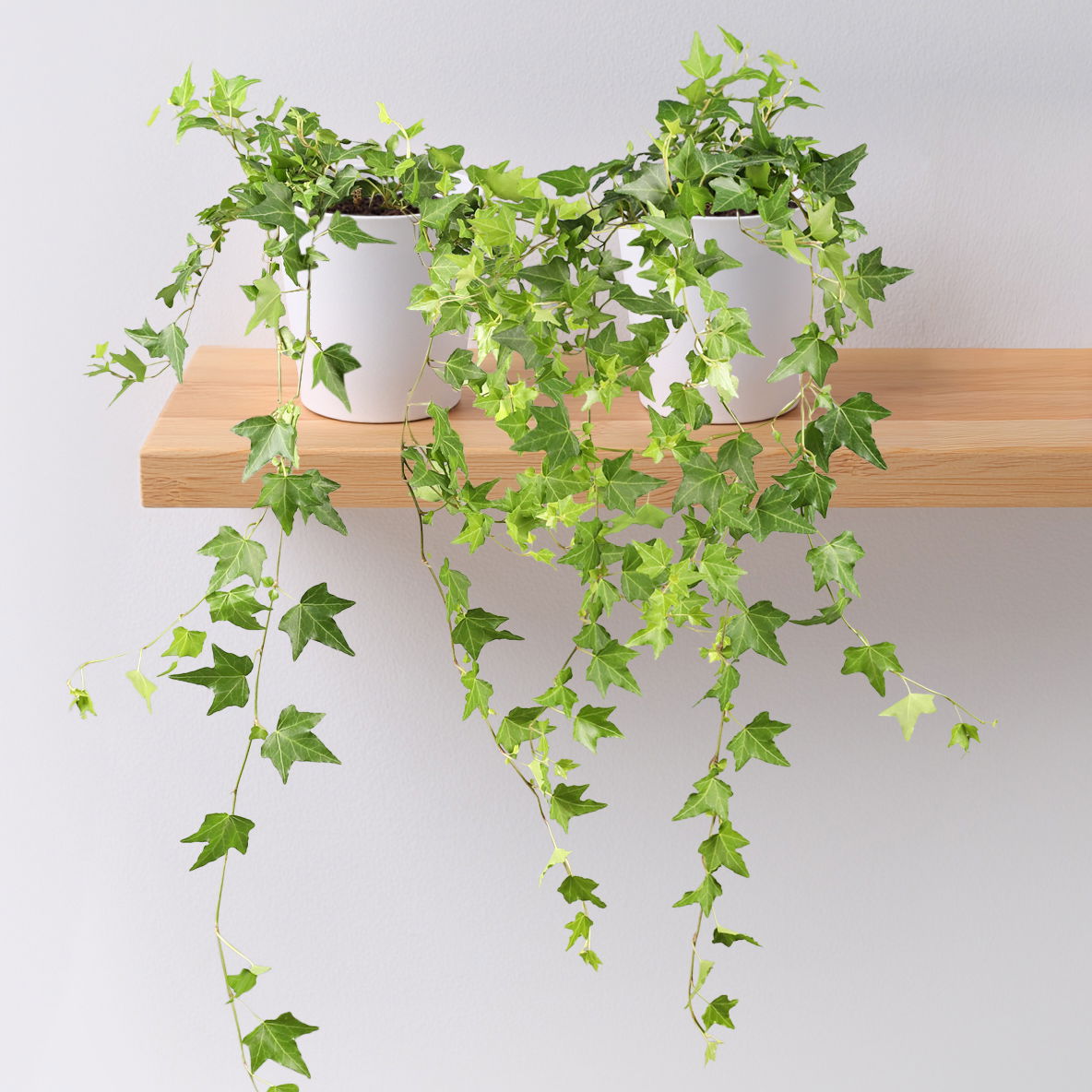 Hedera helix in Keramiktopf Dallas weiß, Topf-Ø 12/13 cm, 2er-Set