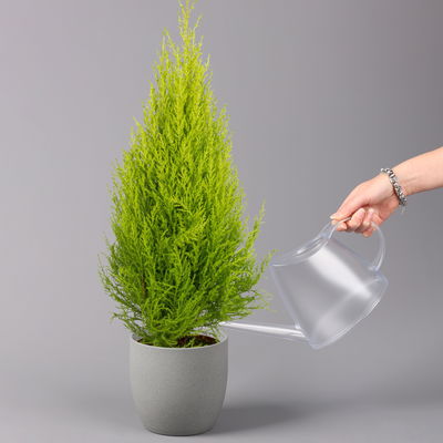 Zimmerzypresse 'Goldcrest', Pyramide, Topf-Ø 17 cm, 2er-Set Zimmerzypresse 'Goldcrest', Pyramide, Topf-Ø 17 cm, 2er-Set