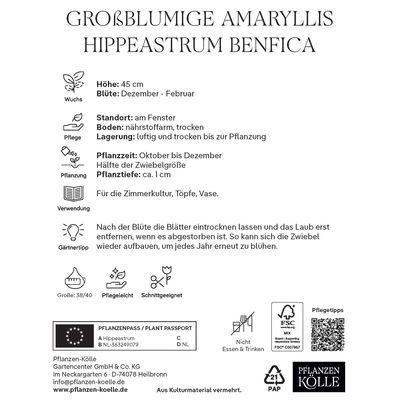 Großblumige Amaryllis Benfica dunkelrot, 1 Blumenzwiebel