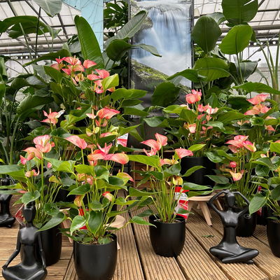 Flamingoblume 'Livium Red' rot-weiß gestreift, Topf-Ø 21 cm