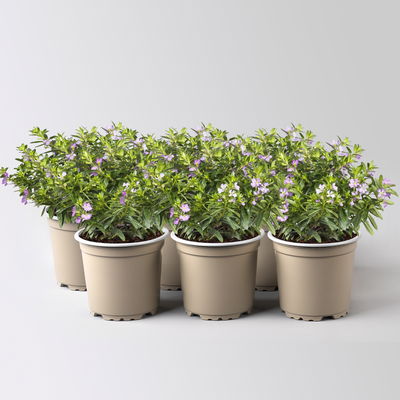 Japanische Scheinmyrte, lila/rosa, Topf-Ø 11 cm, 6 Pflanzen