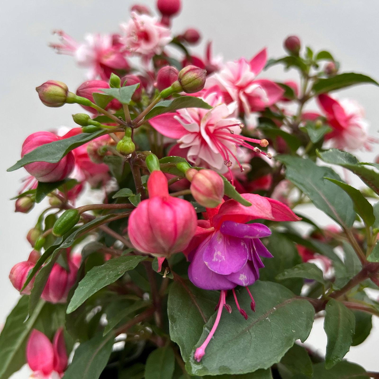 Fuchsien-Duo, bunt, Busch, Topf-Ø 14 cm, 4 Pflanzen