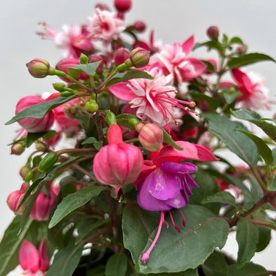 Fuchsien-Duo, bunt, Busch, Topf-Ø 14 cm, 4 Pflanzen