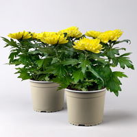 Chrysantheme 'Chrysanne® Zembla' gelb, großblumig, Topf-Ø 17cm, 2 Stück