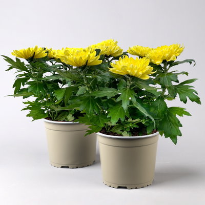 Chrysantheme 'Chrysanne® Zembla', gelb, großblumig, Topf-Ø 17 cm, 2 Pflanzen Chrysantheme 'Chrysanne® Zembla', gelb, großblumig, Topf-Ø 17 cm, 2 Pflanzen