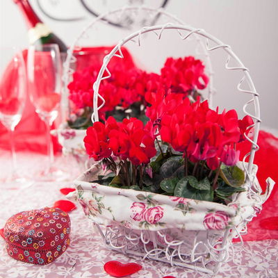 Kölle Alpenveilchen, Cyclamen persicum 'Outland', rot, Topf 11 cm Kölle Alpenveilchen, Cyclamen persicum 'Outland', rot, Topf 11 cm