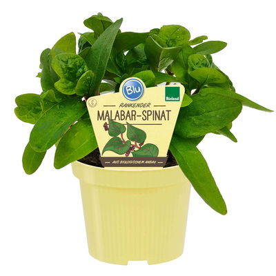Blu Bio Malabarspinat, Topf-Ø 12 cm, 6er Set