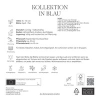 Blumenmischung 'Bienenweide Mischung', blau, 20 Zwiebeln